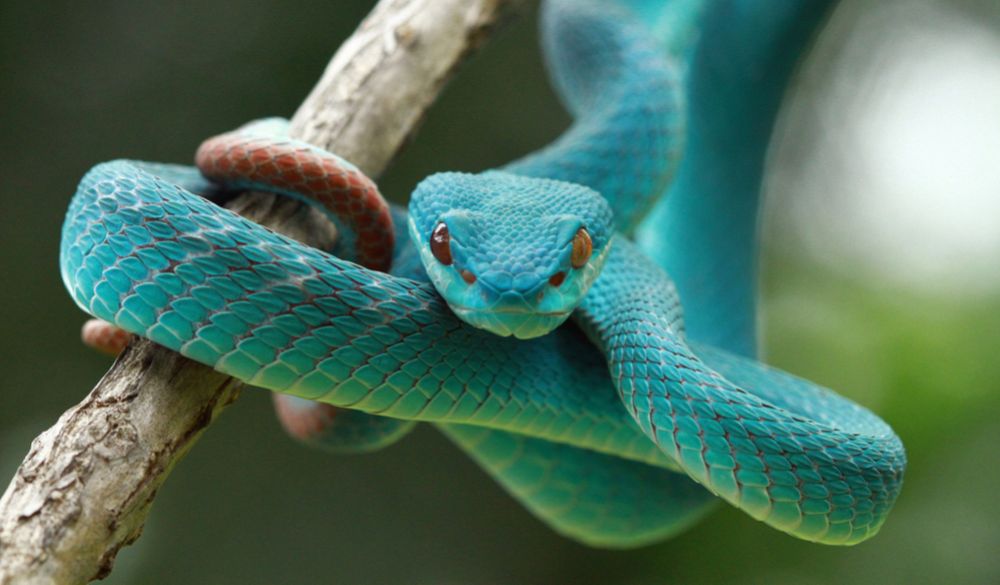 blue-snake