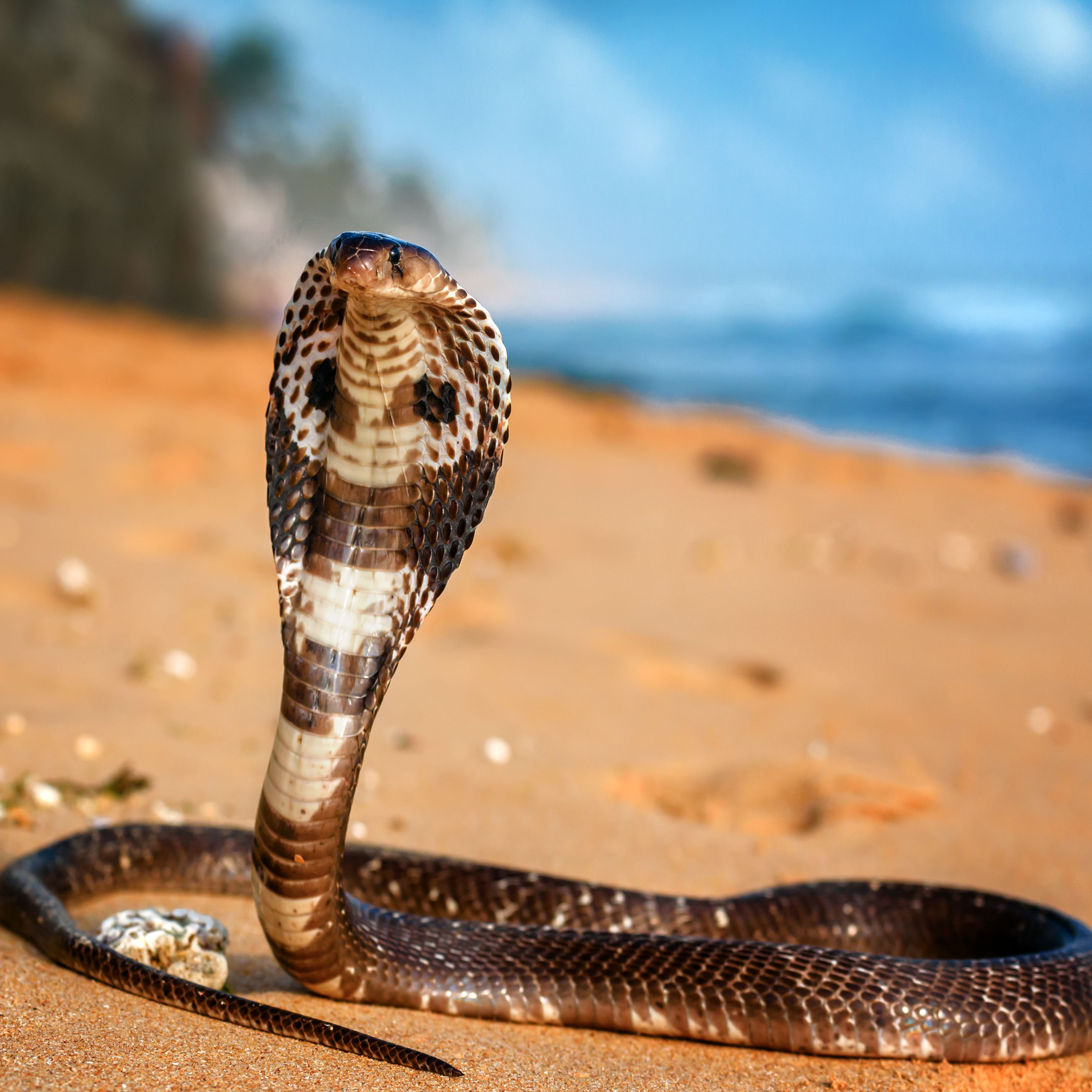 King Cobra